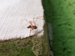 Scytodes