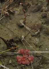 Drosera cayennensis
