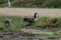 Branta canadensis