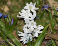 Scilla mischtschenkoana