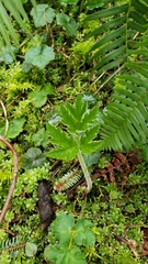 Hydrophyllum tenuipes