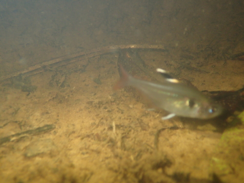 Megalamphodus copelandi