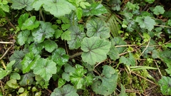 Tellima