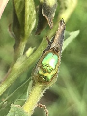 Charidotella bifossulata
