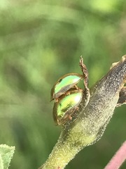 Charidotella bifossulata