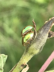 Charidotella bifossulata
