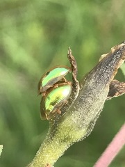 Charidotella bifossulata