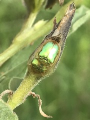 Charidotella bifossulata