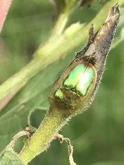Charidotella bifossulata