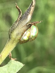 Charidotella bifossulata