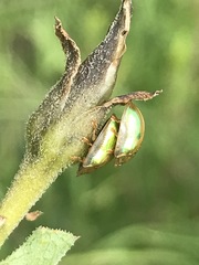 Charidotella bifossulata