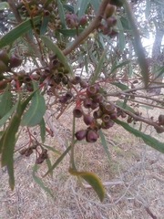 Eucalyptus odorata