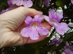 Bignonia callistegioides