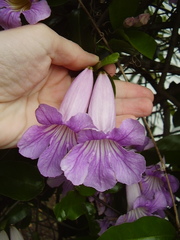 Bignonia callistegioides