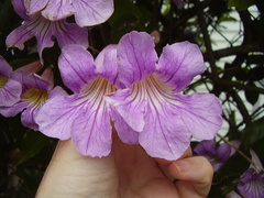 Bignonia callistegioides