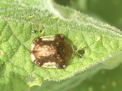 Helocassis testudinaria