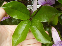 Bignonia callistegioides