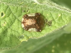 Helocassis testudinaria