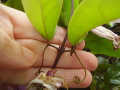 Bignonia callistegioides