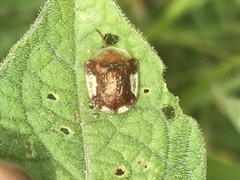 Helocassis testudinaria