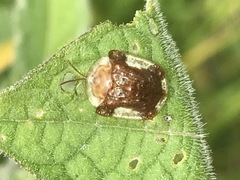 Helocassis testudinaria