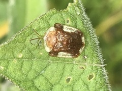 Helocassis testudinaria