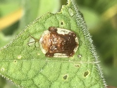 Helocassis testudinaria