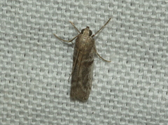 Cryptoblabes hemigypsa