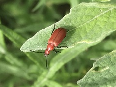 Rhyphonemognatha rufa