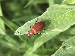 Rhyphonemognatha rufa