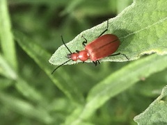 Rhyphonemognatha rufa