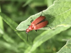 Rhyphonemognatha rufa