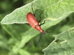 Rhyphonemognatha rufa