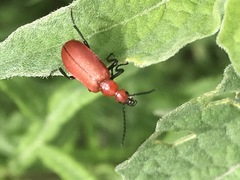 Rhyphonemognatha rufa