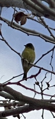 Spinus psaltria