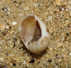 Mammilla simiae