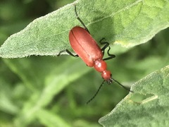 Rhyphonemognatha rufa