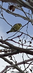 Spinus psaltria