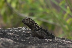 Tropidurus spinulosus