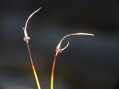 Schoenus concinnus