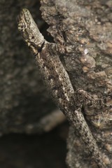 Tropidurus spinulosus