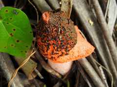 Phallus cinnabarinus