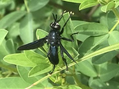 Penthosia satanica