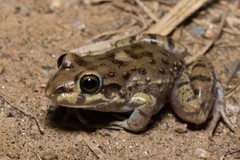 Leptodactylus bufonius