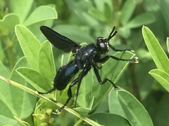 Penthosia satanica