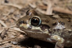 Leptodactylus bufonius