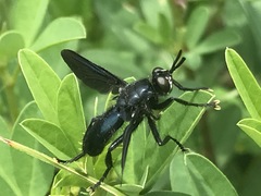 Penthosia satanica