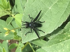 Penthosia satanica