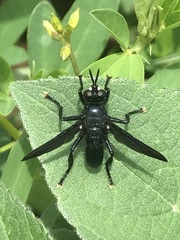 Penthosia satanica