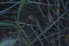 Liolaemus chacoensis